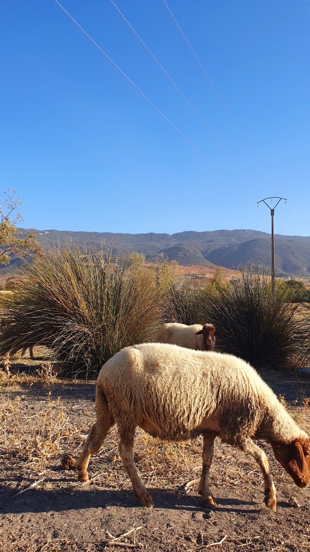 tapis berbère coloré